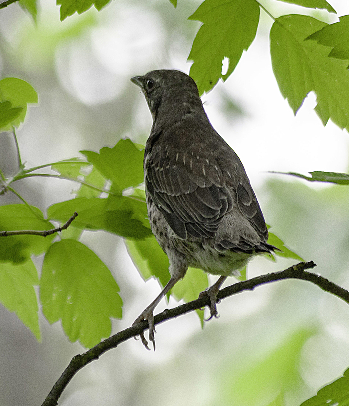 Молодой дрозд-рябинник