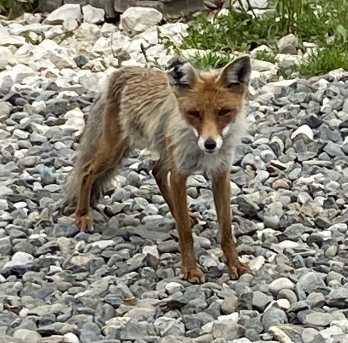 ��� ��������, �� ����������))