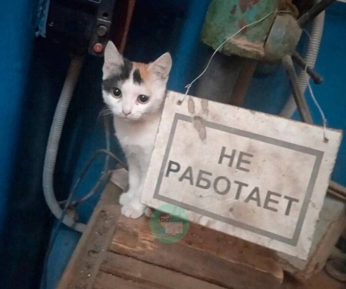 Но ест