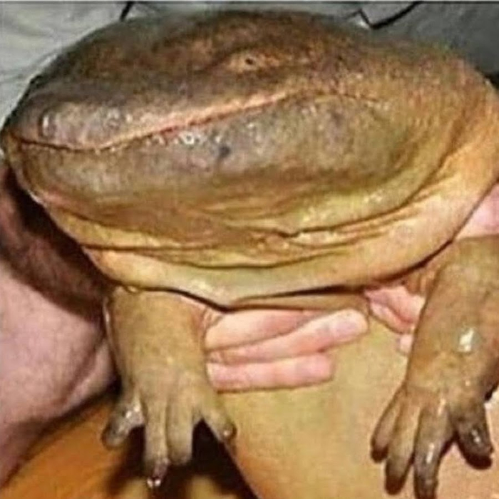 Более симпатичного животного вы сегодня не увидите.