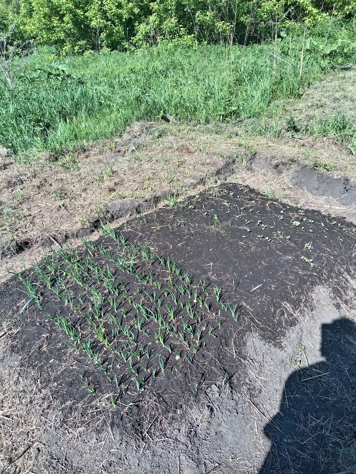 ��� ������������ ������, ����� ������� ������