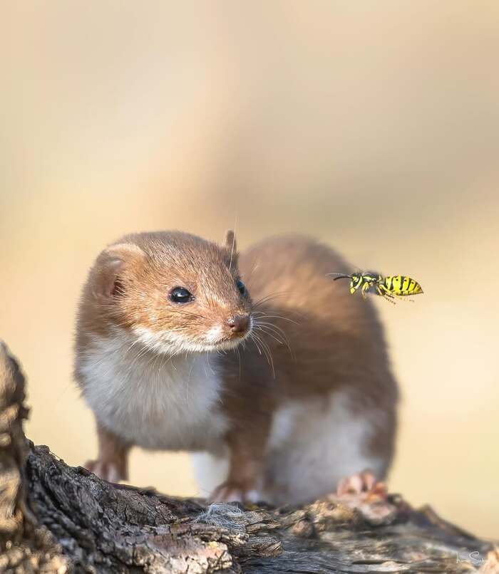    ? , ,  , , , ,  ,  , 