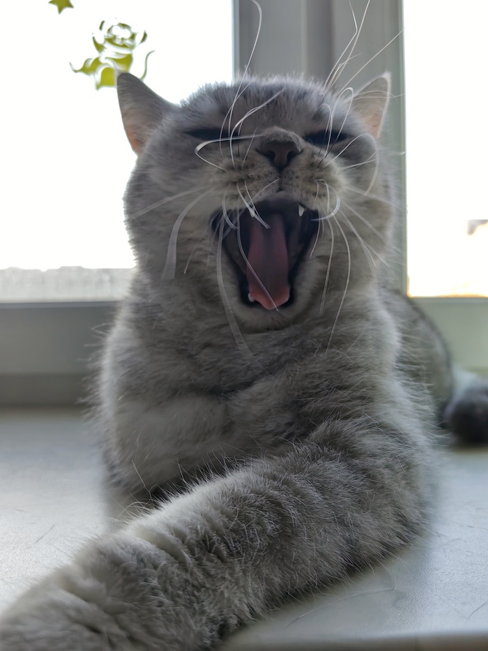    ))