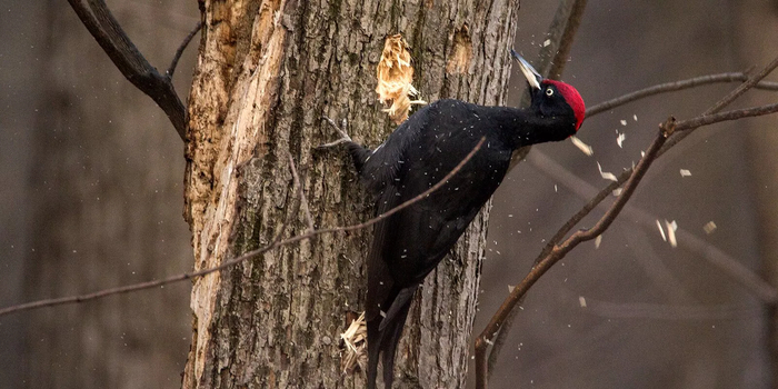 Лес лечим, щепки летят!
