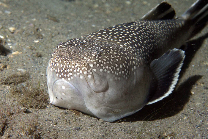 Единственное в мире существо способное убить молнией из глаз Биология, Редкий вид, В мире животных, Рыба, Животные, Дикая природа, Длиннопост Единственное в мире существо способное убить молнией из глаз Биология, Редкий вид, В мире животных, Рыба, Животные, Дикая природа, Длиннопост