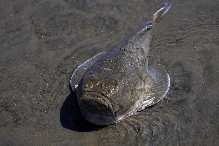 Единственное в мире существо способное убить молнией из глаз Биология, Редкий вид, В мире животных, Рыба, Животные, Дикая природа, Длиннопост Единственное в мире существо способное убить молнией из глаз Биология, Редкий вид, В мире животных, Рыба, Животные, Дикая природа, Длиннопост