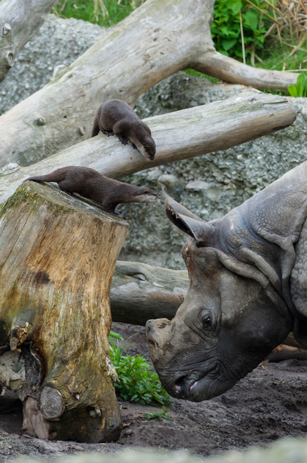 В Базельском зоопарке, Швейцария, бескоготные выдры живут в одном вольере с индийским носорогом. И никто никого не трогает!