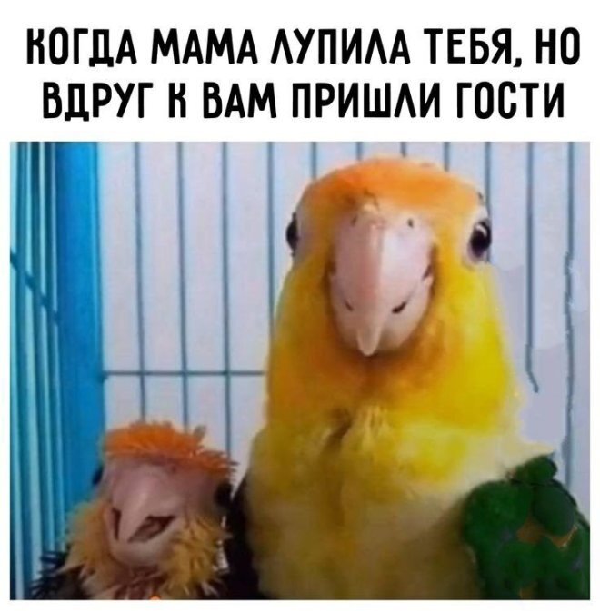 Тут должно быть вам смешно