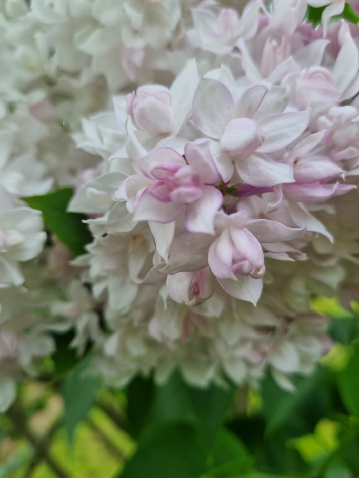 Красавица Москвы