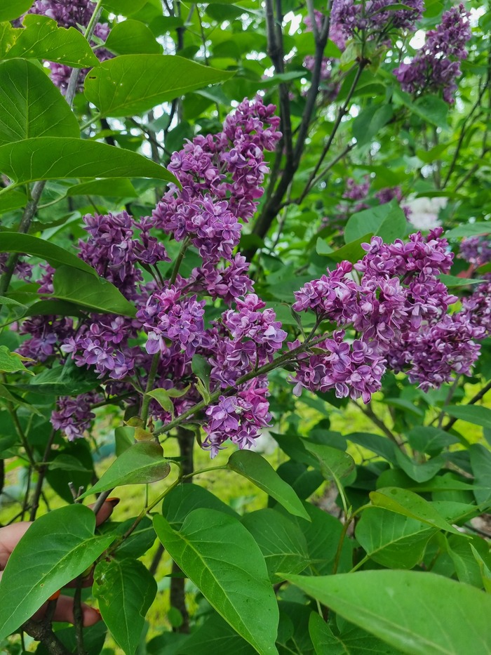 Артур Вильям Пол