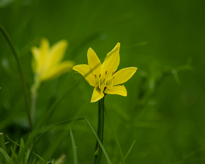 Лилейник жёлтый