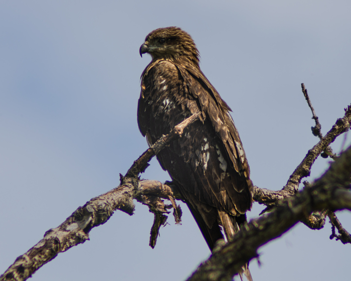 Чёрный коршун