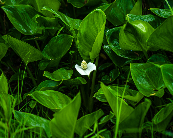 Белокрыльник