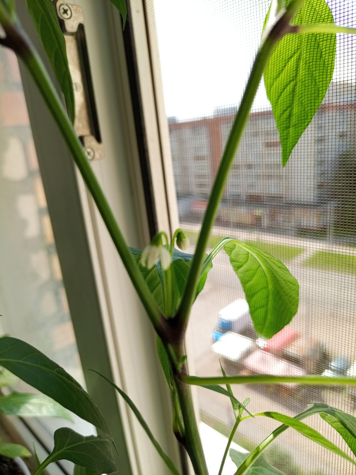 Первый цвЯточег))