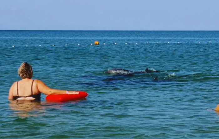Вероятно, женщины иначе взглянут на игры с дельфинами, узнав что из этого может получиться. Да и мужчинам стоит быть осторожнее Дельфин, Морские обитатели, Животные, Дикие животные, Яндекс Дзен, Яндекс Дзен (ссылка), Длиннопост