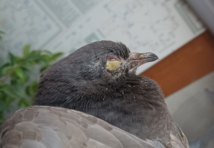 Орнитоз и голуби