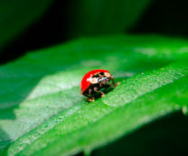 ��� ������ ���