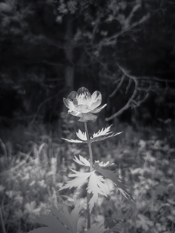 -  , Lightroom mobile, , - , , ,  , , -