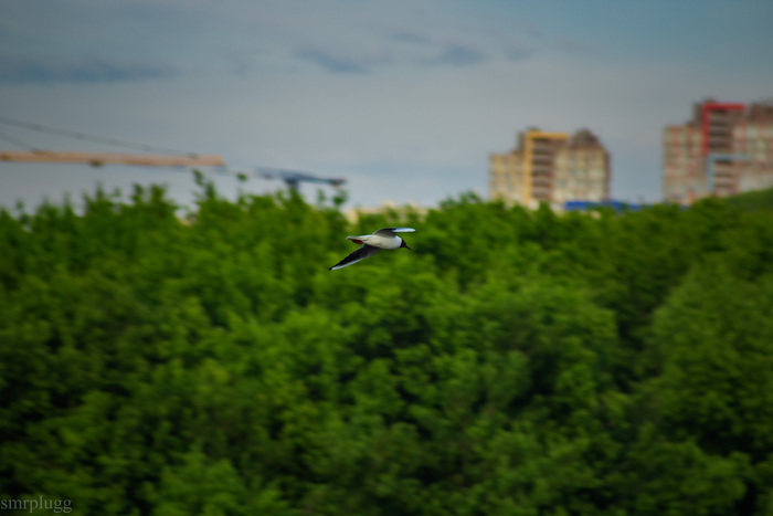 Люблю за чайками наблюдать