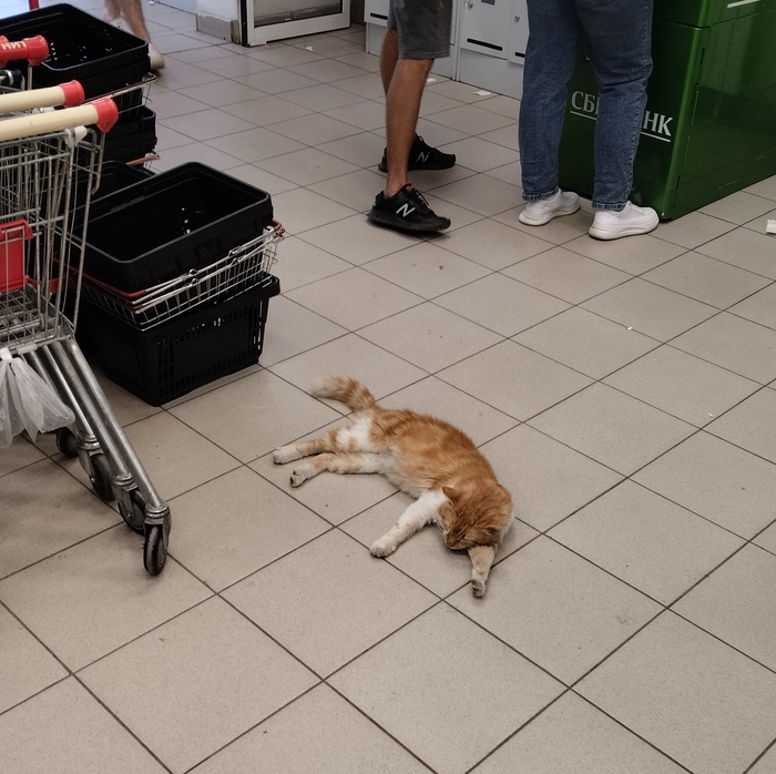 Кот в магазине