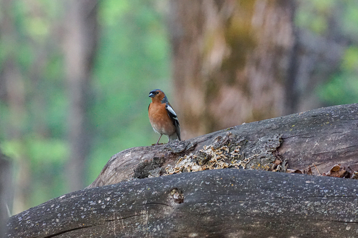  (Fringilla coelebs)    ,   , , , , ,  ,   , ,  