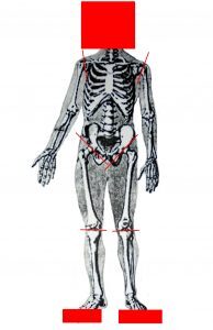 Схематичный рисунок найденного расчлененного женского тела. Красными линиями показывают места разрезов. Не найденные части тела закрашены.
