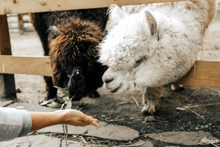 Фото: Городская ферма, 2ГИС
