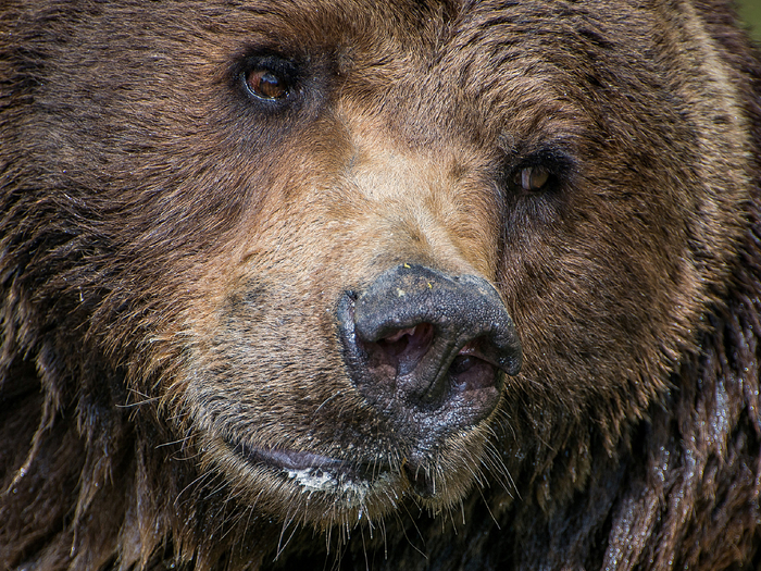 Влажное дыхание спящего медведя опускается на прилегающие к укрытию растения...