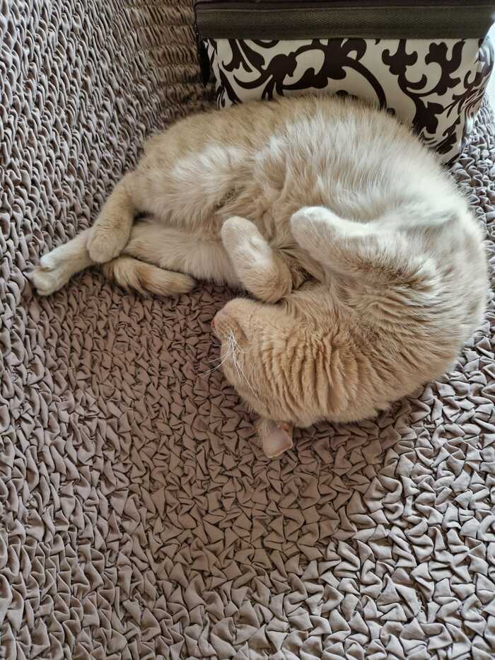 Спокойной ночи, всем сладких снов