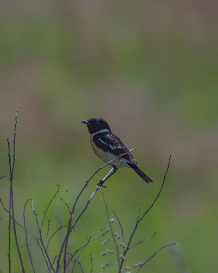 Черноголовый чекан самец🐦