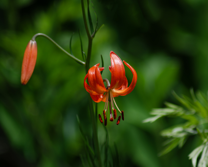 Лилия кудреватая.