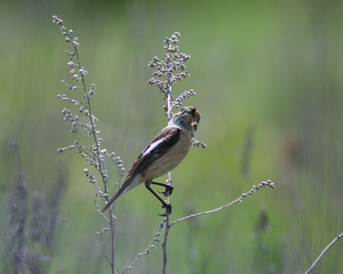 Слушает и держит добычу...