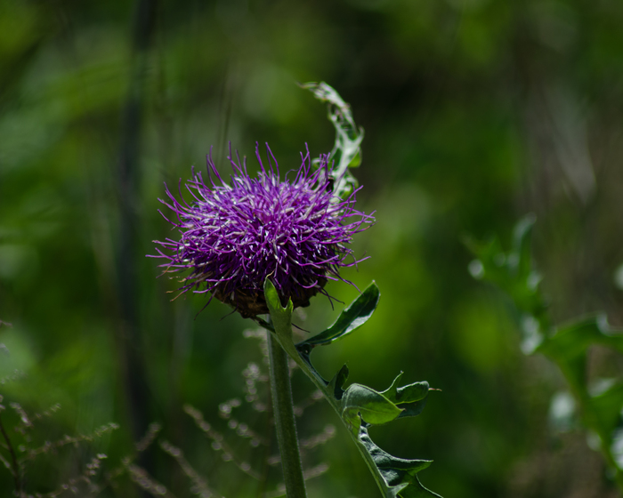 Левзея сафлоровидная.