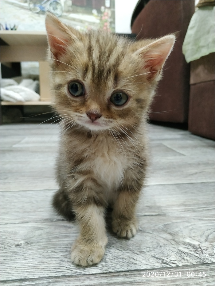 Ответ на пост «Почему молчат Галкин, Макаревич, Эдельман и прочие дуди?»