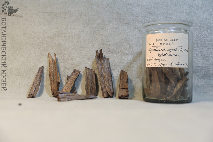 Куски древесины агарового дерева. Из фондов Ботанического музея БИН РАН.