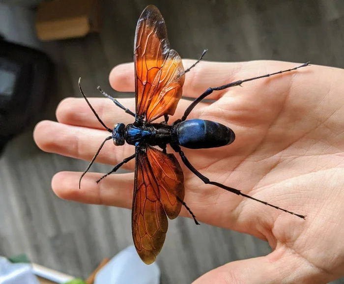 Оса-ястреб: От её яда можно лишь упасть на землю и кричать. Чем опасна крупнейшая оса в мире? Оса, Насекомые, Членистоногие, Животные, Дикие животные, Яндекс Дзен, Яндекс Дзен (ссылка), Длиннопост Оса-ястреб: От её яда можно лишь упасть на землю и кричать. Чем опасна крупнейшая оса в мире? Оса, Насекомые, Членистоногие, Животные, Дикие животные, Яндекс Дзен, Яндекс Дзен (ссылка), Длиннопост