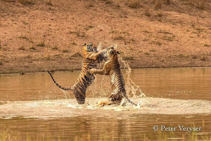 Это мой бассейн!