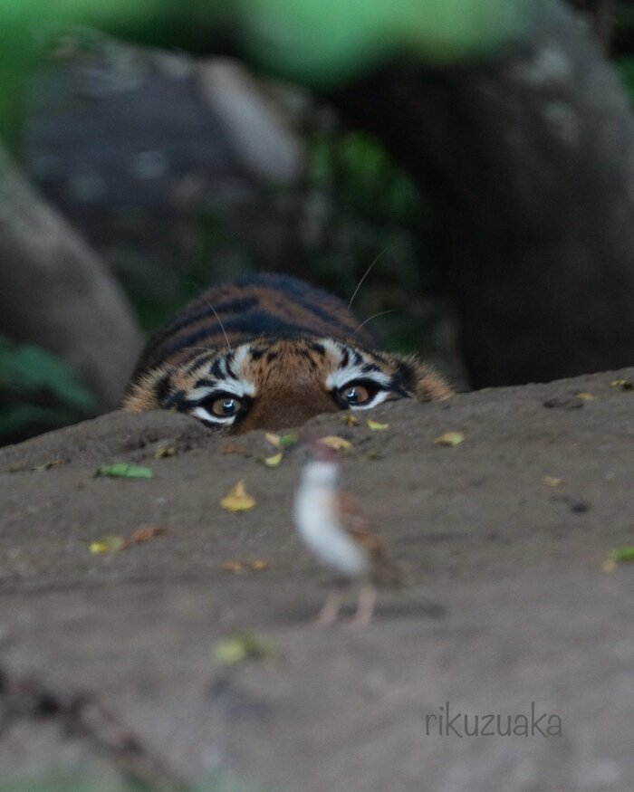   ,  ,  ,  , , , , , , 