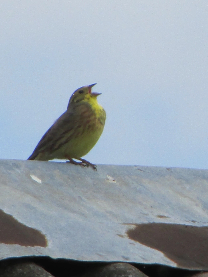 ������������ ����.