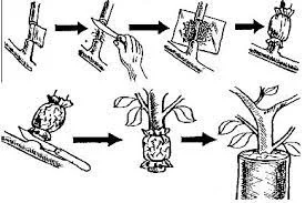 Что это за штука - 236 Перевел сам, Reddit, WhatIsThisThing, Видео, Длиннопост