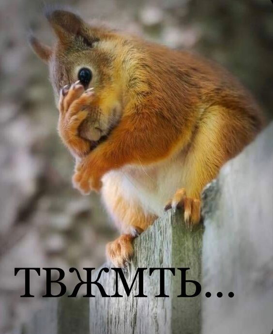  Avissian     ??? , , , , , ,   , ,  