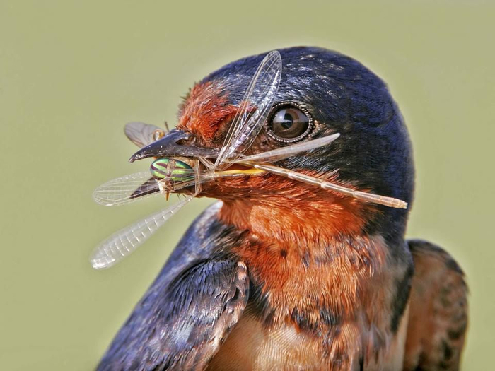 Отлично, один раз поела. Осталось еще 299!