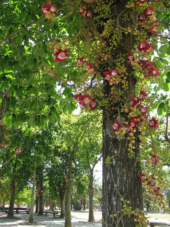   .    <!--noindex--><a href="https://pikabu.ru/story/pushechnoe_derevo_12868600?u=http%3A%2F%2Fianimal.ru&t=ianimal.ru&h=bbef908f037266a022bf1e7615da337283f64afd" title="http://ianimal.ru" target="_blank" rel="nofollow noopener">ianimal.ru</a><!--/noindex-->.