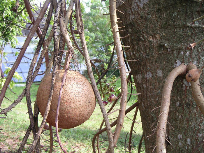   .    <!--noindex--><a href="https://pikabu.ru/story/pushechnoe_derevo_12868600?u=http%3A%2F%2Fianimal.ru&t=ianimal.ru&h=bbef908f037266a022bf1e7615da337283f64afd" title="http://ianimal.ru" target="_blank" rel="nofollow noopener">ianimal.ru</a><!--/noindex-->.