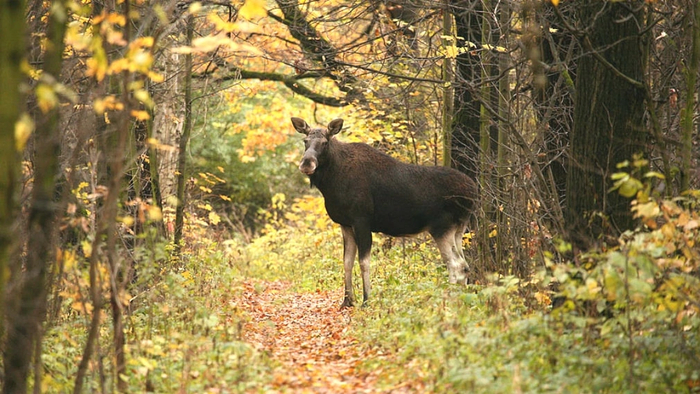 ДО 25 ИЮНЯ ПРОГОЛОСУЙТЕ ПРОТИВ СТРОИТЕЛЬСТВА ДОРОГИ ЧЕРЕЗ ЛОСИНЫЙ ОСТРОВ!