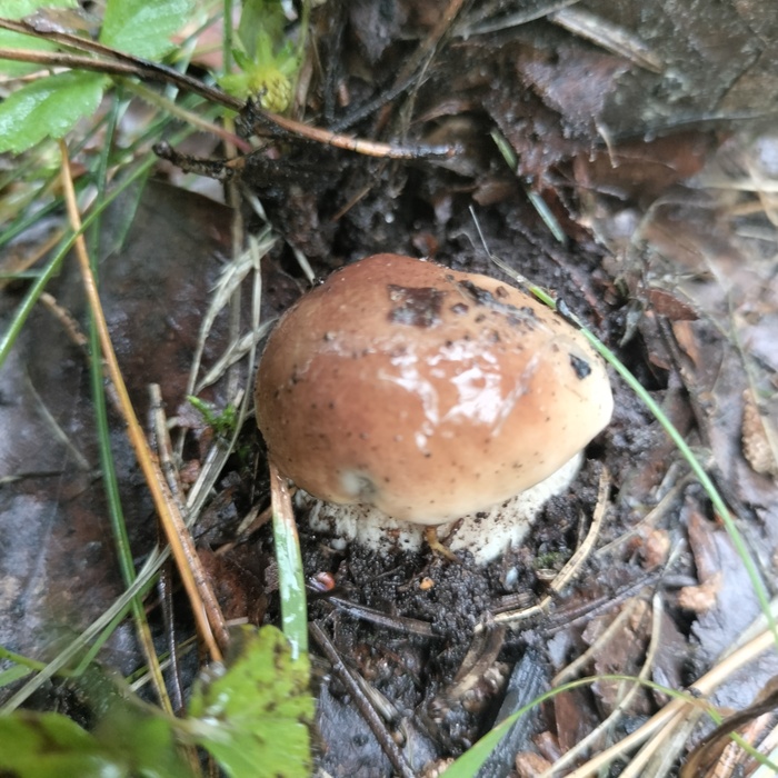 ������ (�����) 20.06.25