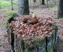 ����� � ������