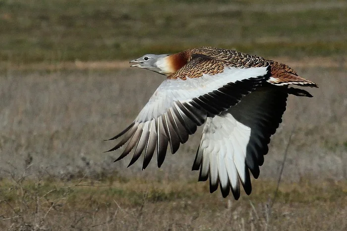 Самая большая птица России: спешите видеть, она готовится к вымиранию В мире животных, Биология, Редкий вид, Птицы, Дрофа, Животные, Дикая природа, Природа России, Длиннопост