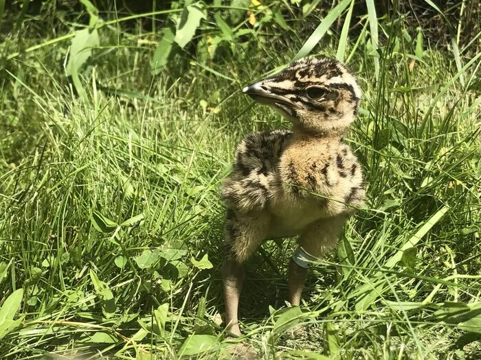 Самая большая птица России: спешите видеть, она готовится к вымиранию В мире животных, Биология, Редкий вид, Птицы, Дрофа, Животные, Дикая природа, Природа России, Длиннопост