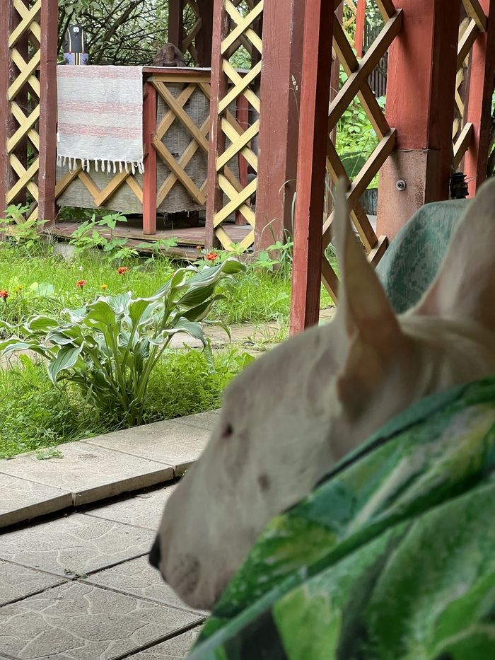 всю неделю будет дождь)